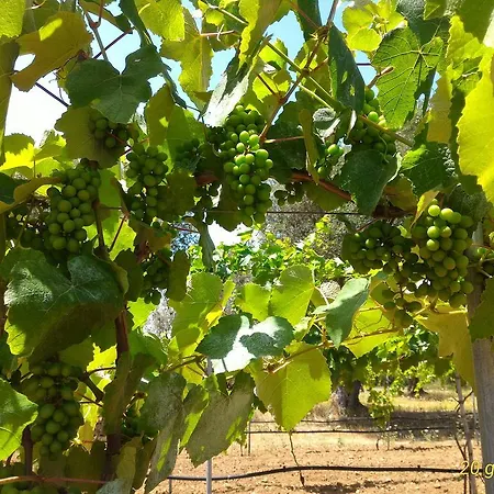 مزرعة للإقامة Masseria Vignenove