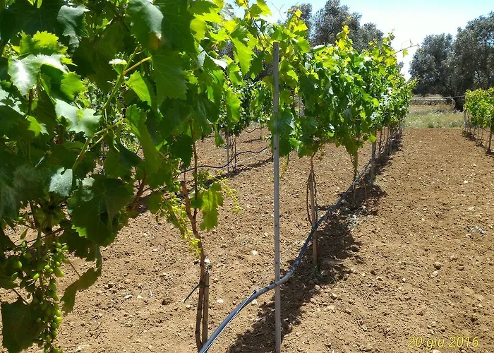 Alloggio per agriturismo Masseria Vignenove *