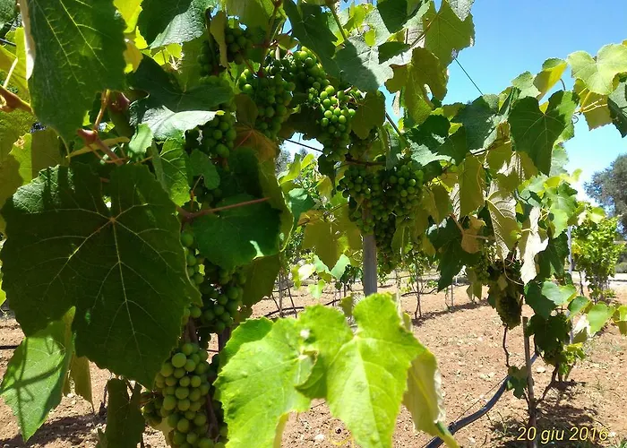 Alloggio per agriturismo Masseria Vignenove Uggiano La Chiesa