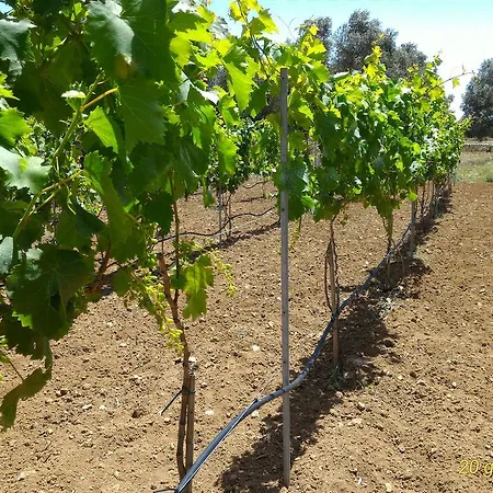 Farm stay Masseria Vignenove *
